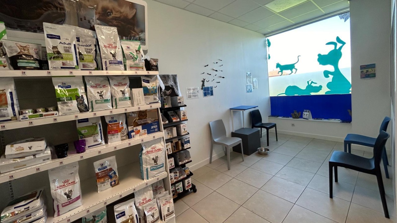 Salle d'attente chat